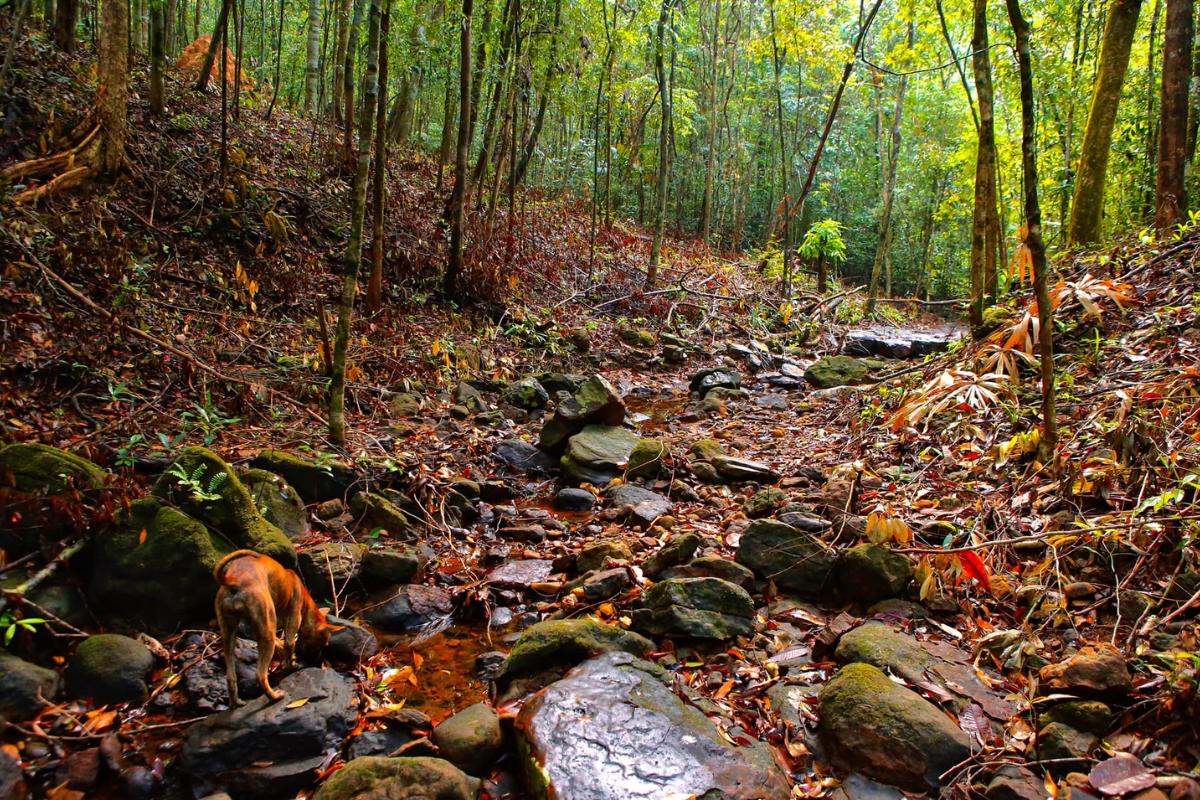 Diverse flora and fauna in Phu Quoc National Park